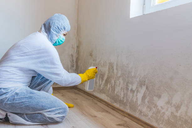 Licensed Basement Mold Removal service in Toughkenamon, PA - WQB Mold Removal
