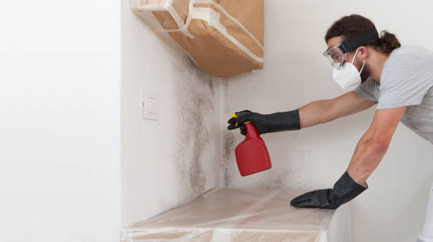 Professional Basement Mold Removal technician working in Toughkenamon, PA